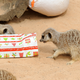 Illustration for article titled Merry Meerkats Celebrate Critter Christmas